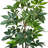 Schefflera Tree in a Round Fiberstone Pot