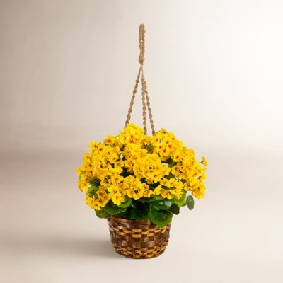 UV Resistant Geranium Hanging Basket