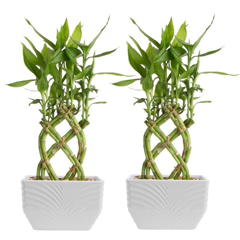 2 Piece Costa Farms Live Lucky Bamboo Low Maintenance Plant in Ceramic Planter