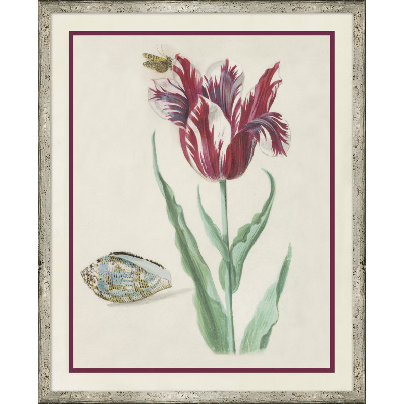 Flower, Seashell and Insect VI Framed