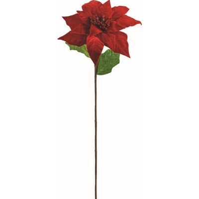 Tige de poinsettia