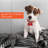 Adjustable Pressure Mounted Pet Gate With Door