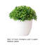 5,5 plante-716391643