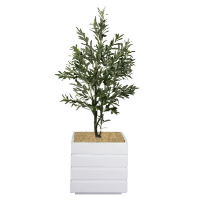 66 Olive Plant