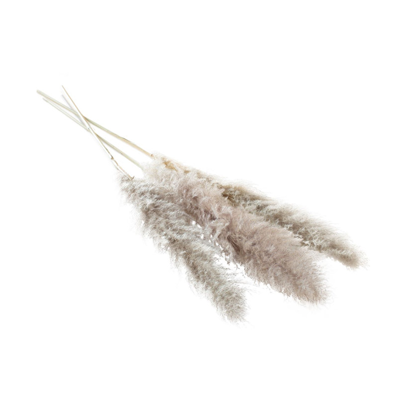 Tige de Pampas, Gris