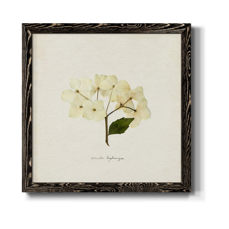 Cornales Hydrangea II - toile encadrée de qualité supérieure - prête à être accrochée, Cadre noir
