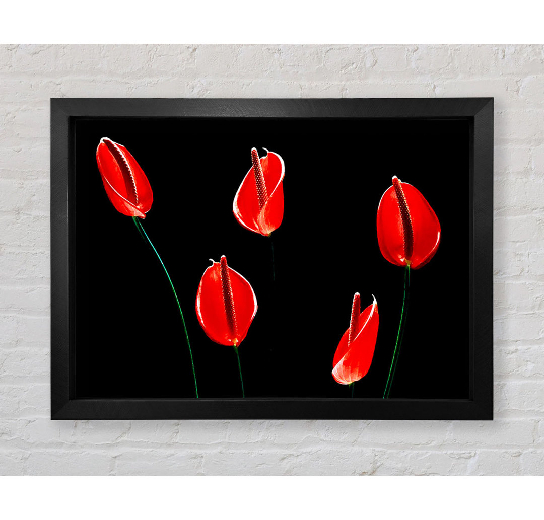 Beatiful Red Night Flowers - Einzelne Bilderrahmen Kunstdrucke