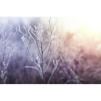 Frozen Plant - Wrapped Canvas Print