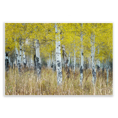 «Dense Birch Trees» par Rick Berk
