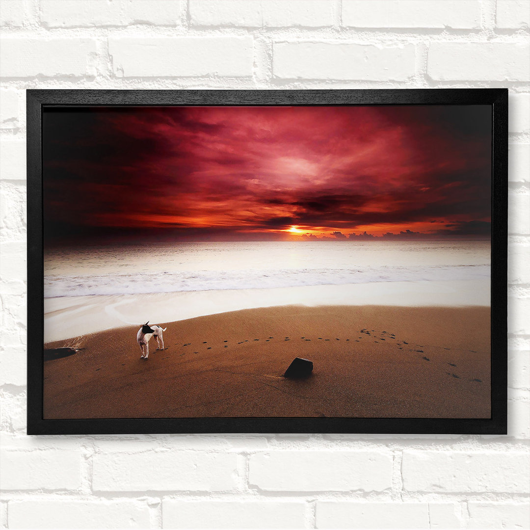 Gerahmtes Wandbild Dog On The Sunset Beach