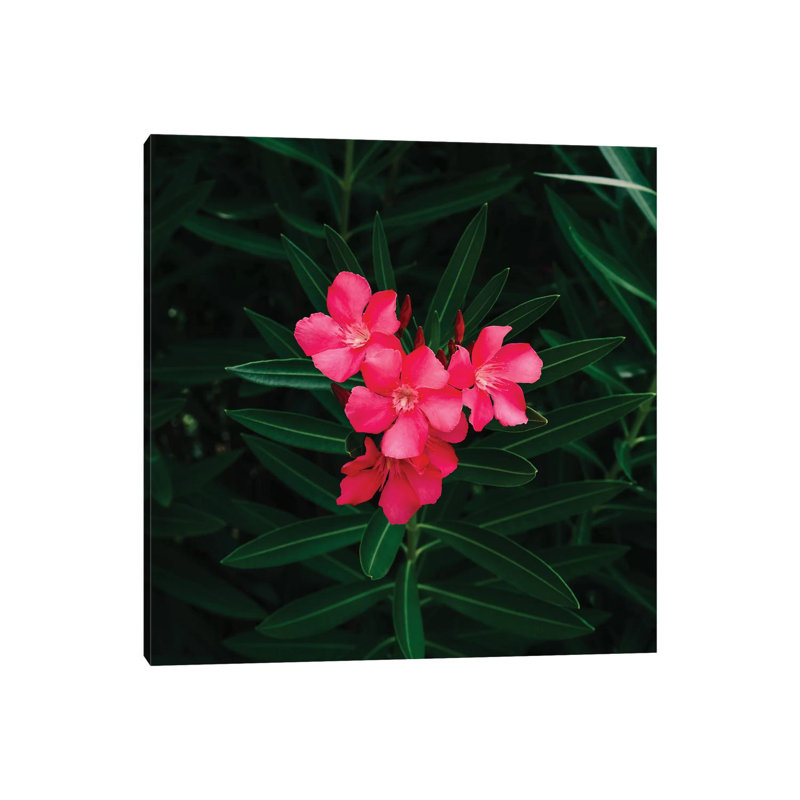 Florida Blooms II 1 Piece Wall Art on Canvas, 93.98cm H x 93.98cm W x 3.81cm D, Wrapped Canvas