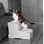 Escalier 2 marches pour animaux Easy Step II-89556052-111302485