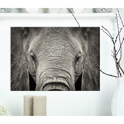 " Close Up African Elephant "