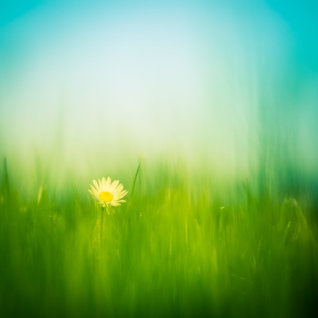 Ein grünes Feld oder Moor mit einem weißen Gänseblümchen - Druck