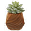 Ensemble de 3 succulent plante en pot