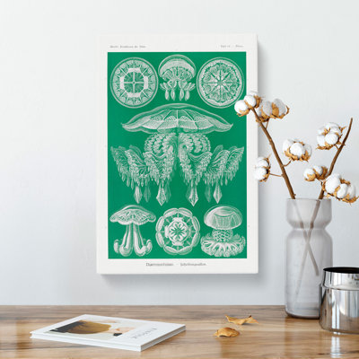 Discomedusae Jellyfish Vol.4 by Ernst Haeckel - Wrapped Canvas Painting