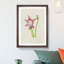 Pink Amaryllis Flower Illustration - Framed Print-55616541-55616543