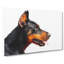 Magnificent Doberman Dog - Wrapped Canvas-56635160