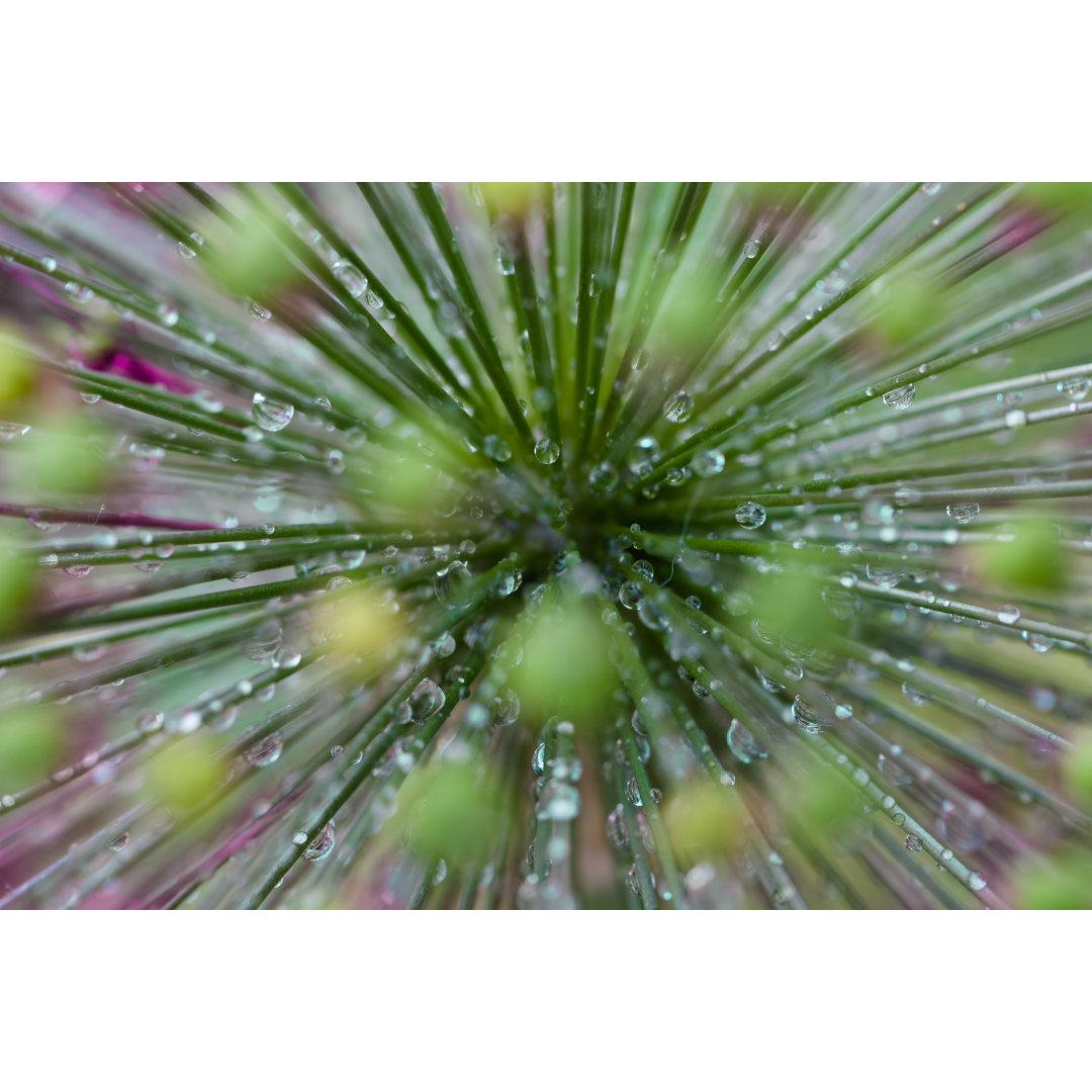 Wet Allium Giganteum von W-ings - Drucken