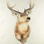 Portrait de cerf - reproduction mat rustique encadrée pour la décoration intérieure