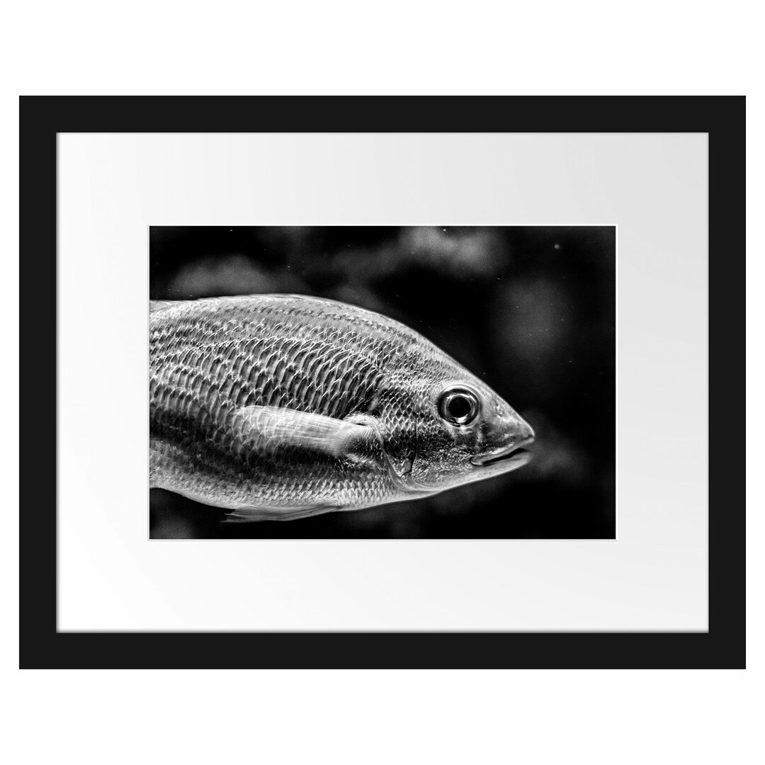 Blau gestreifter Fisch Gerahmter Fotodruck