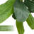70.8'' Plant
