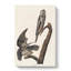 Hawk Owls by John Audubon - Wrapped Canvas-55360451