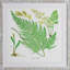 Brilliant Fern V Print