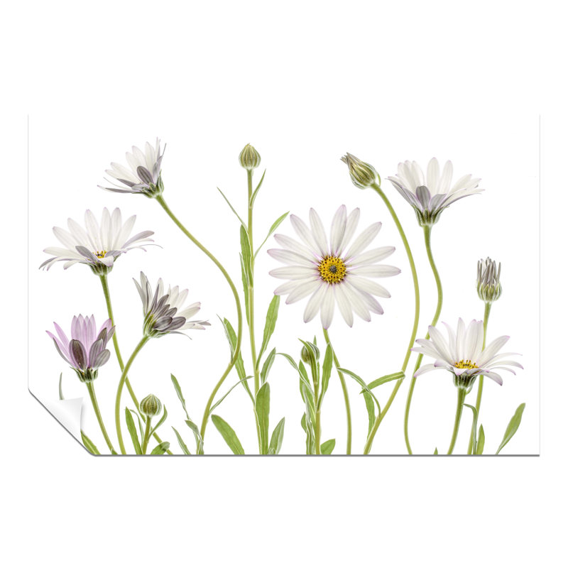 African Daisies Floral Garden - No Frame Print, 20cm H x 31cm W