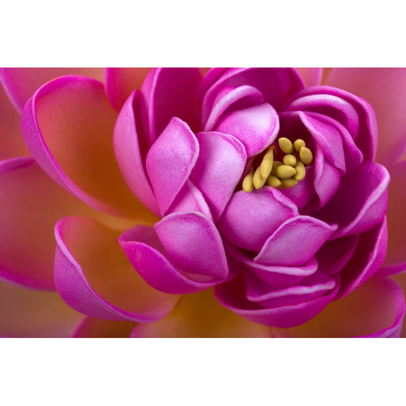 Jessy Lotus Flower by Anafcsousa - Wrapped Canvas Print, 30cm H x 46cm W x 3.8cm D