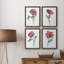 «Watercolor Floral Contour I», ensemble de 4 reproductions d'art sur toile encadrées-2079707342-2079707341