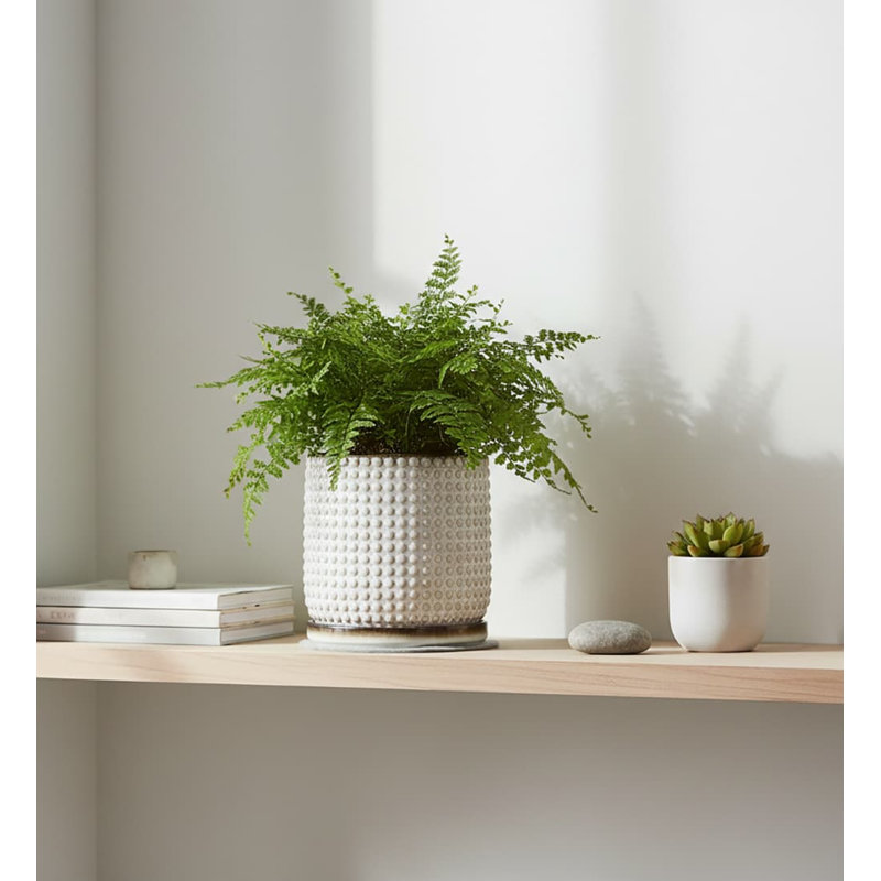6" Ceramic Beaded Stoneware Planter - with Drainage & Saucers, Indoor Succulents/Flowers (Midnight Blue), White