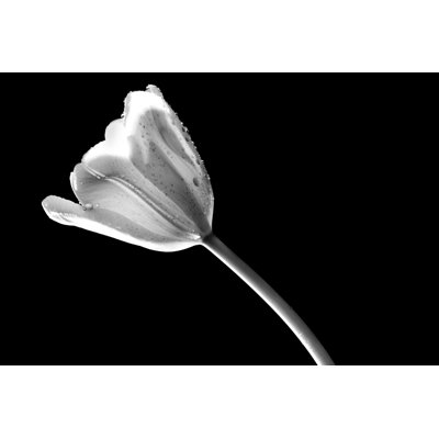 Tulip 6 1 Piece Wrapped Canvas Wall Art