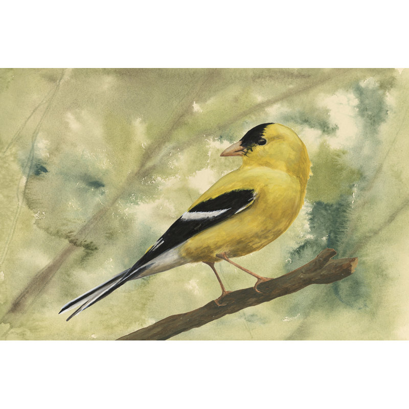 Tatiara Backyard Birds I by Michael Willett - Wrapped Canvas Print, 51 cm H x 76 cm W