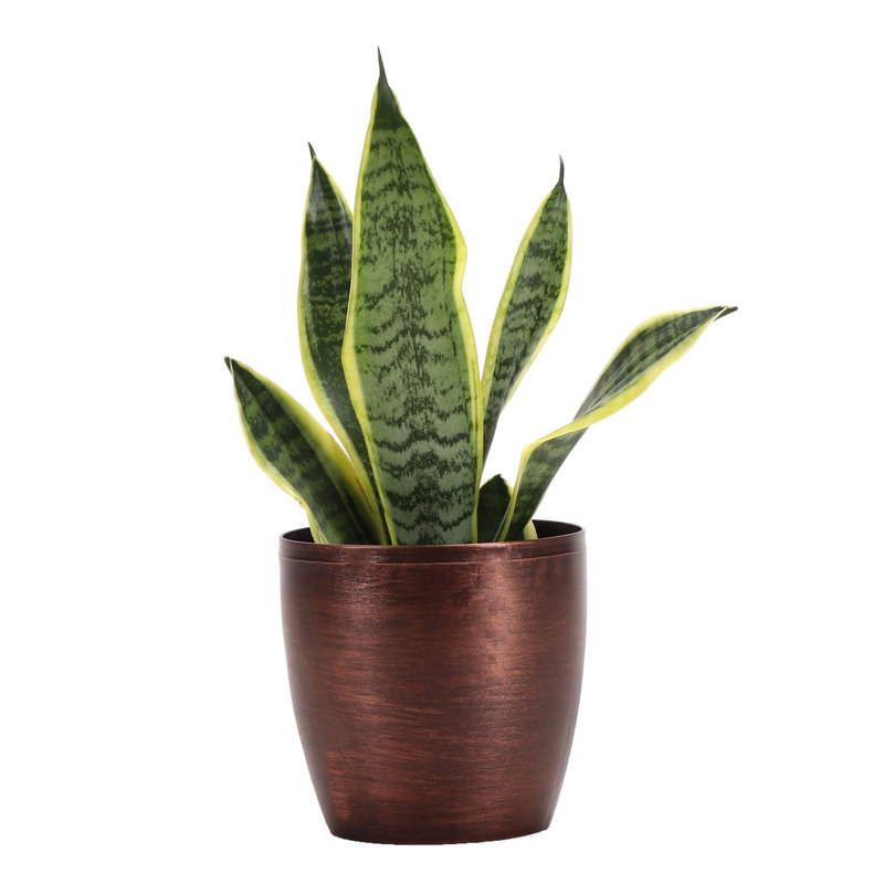 Live Laurentii Snake Plant in Classic Pot, Copper