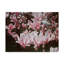 «Magnolia» par Etelca, impression sur toile tendue-27645937