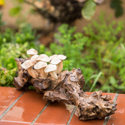 Mushrooms on Teak   11"W