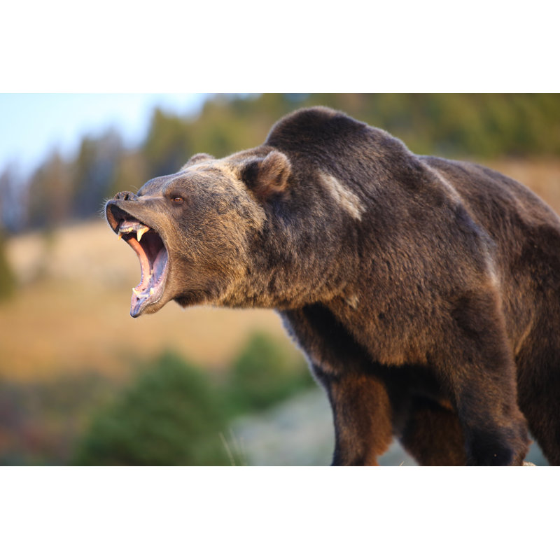 Ours brun par Poechri - photographie sur toile tendue, L 36 po x H 24 po