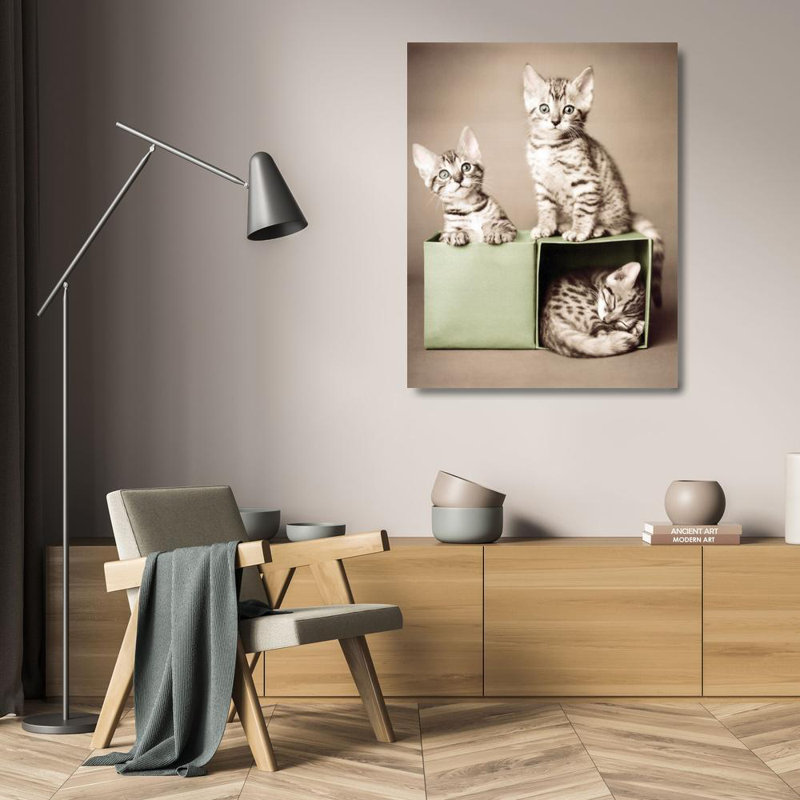 Chatons du Bengale, H 24 po x l 19 po