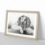 Springer Spaniel Dog by Jean Bernard - Picture Frame Drawing Print-55619711-55619712