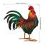 Coq rouge Rhode Island