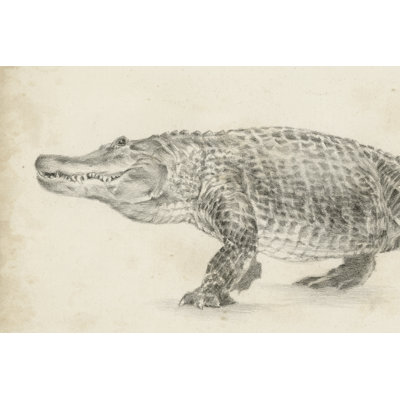 Impression sur toile tendue « alligator sketch » par Ethan Harper