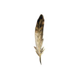 Fall Feathers VI Painting by Elena Carlie