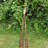 Andrickson Wood Obelisk Trellis-368401781