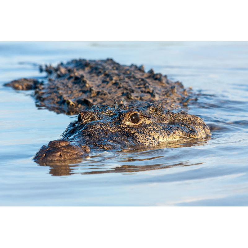 " American Crocodile " by Hoatzinexp, 8" H x 12" W  