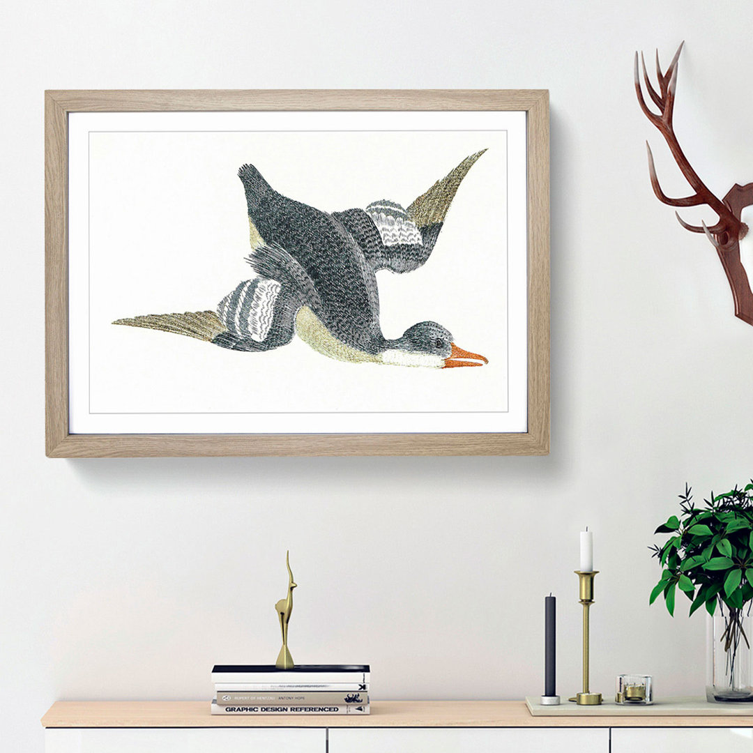 Duck in Flight by Johan Teyler - Framed Print
