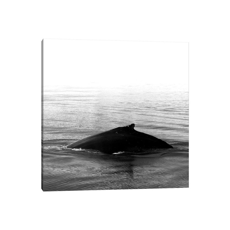 Whale Song III Black Iceland Square by Monika Strigel - Wrapped Canvas Print, 45.72 cm H x 45.72 cm W x 1.91 cm D