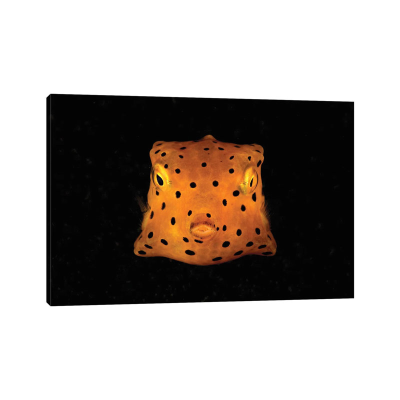 Yellow And Black Spotted Boxfish, North Sulawesi, Indonesia by Mathieu Meur - Wrapped Canvas Print, 20.32 cm H x 30.48 cm W