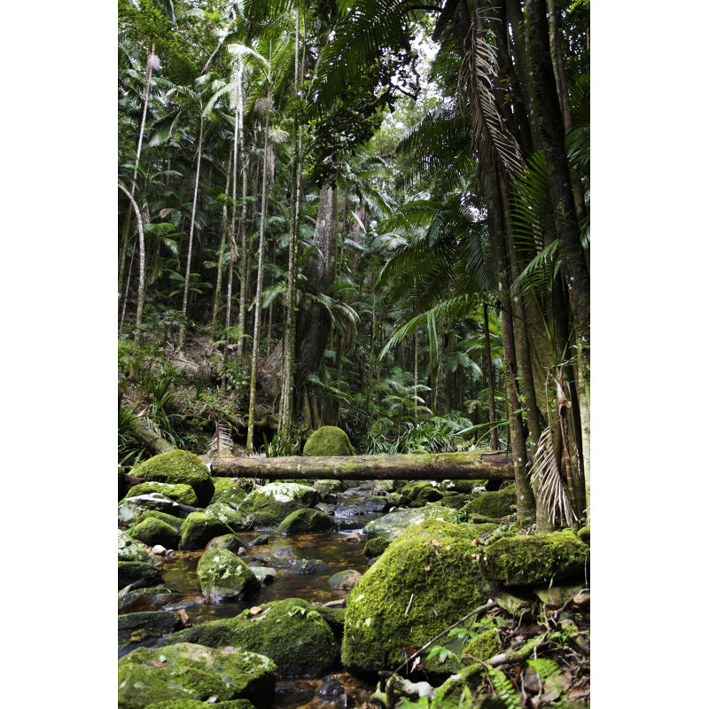 Lush Green Rainforest by Davidf, 12" H x 8" W
