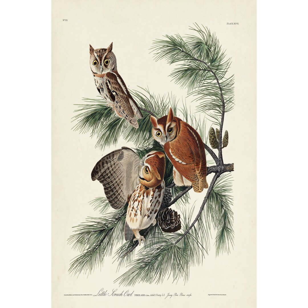 Leinwandbild Pl 97 Little Screech Owl von John Audubon